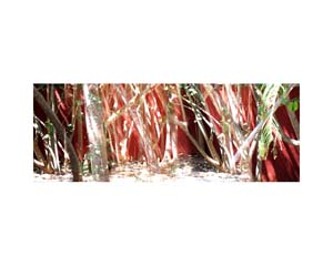 Red Temozon Trees 3